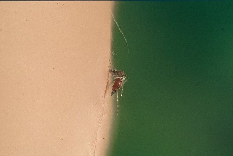 image du object
