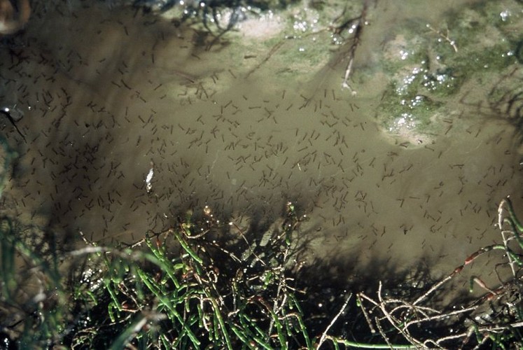 Larves de moustiques