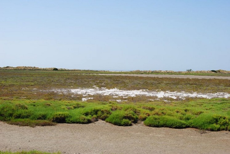 Aspect de la sansouire en été