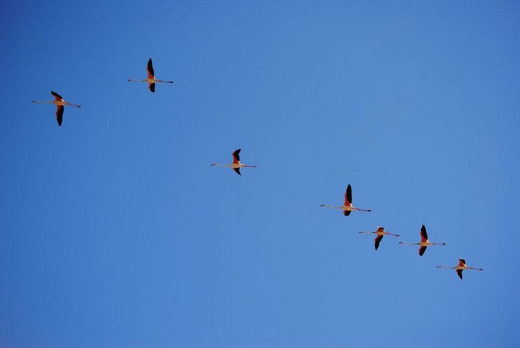 Flamants roses en vol
