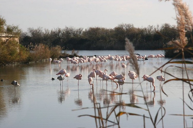 Flamants dans les roselières au Pont de Gau