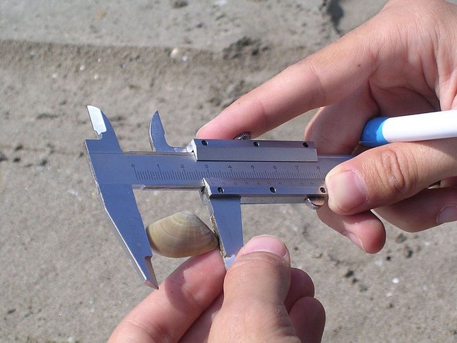 Mesure de la telline