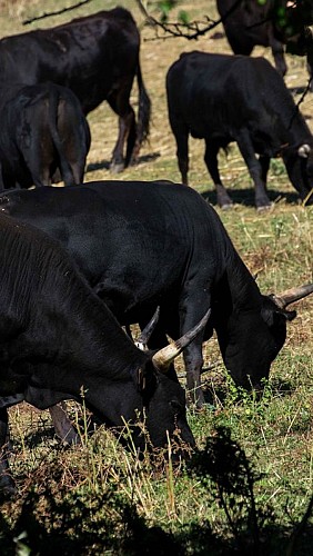 Taureaux pâturant près du mas de Pommet