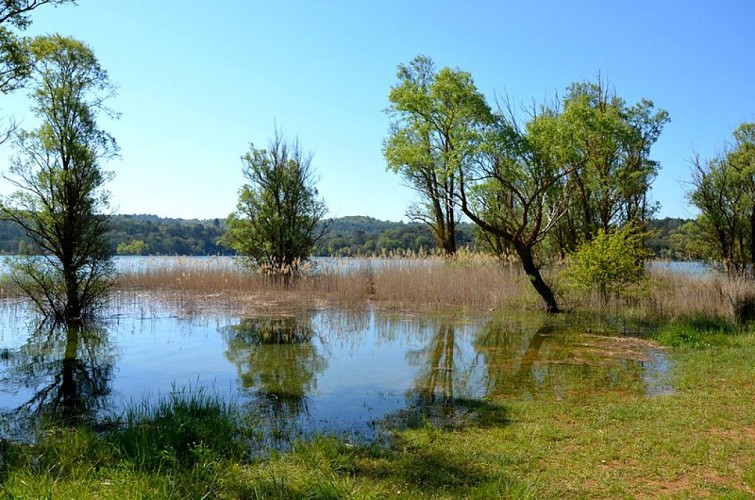 Roselière au bord du lac