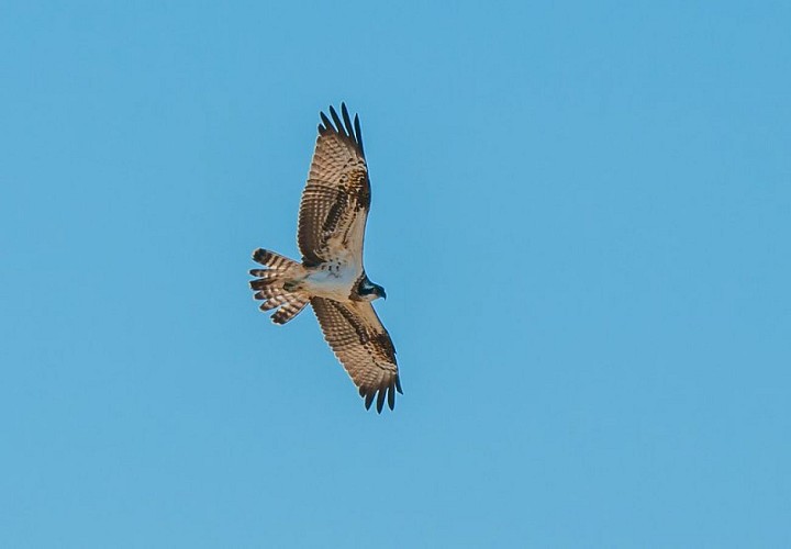 Le Balbuzard pêcheur en action