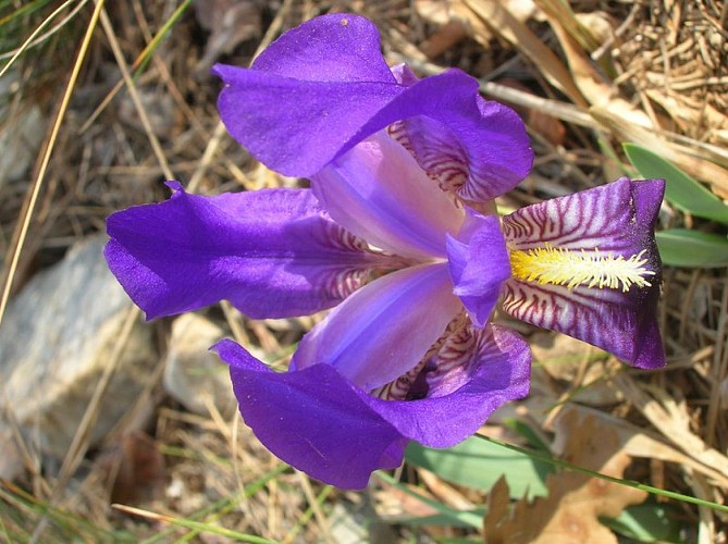 Iris nain