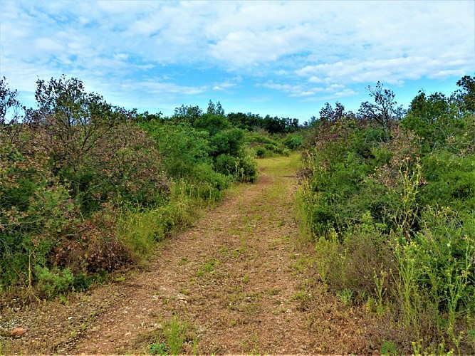 Paysage de garrigue