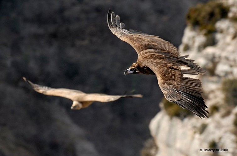 Vautour fauve à gauche et Vautour moine à droite