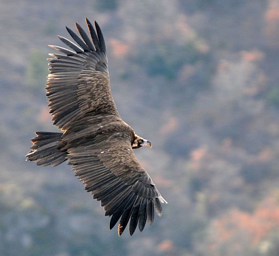 Vautour moine en vol