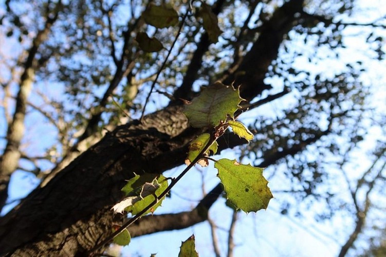 Feuille de chêne vert