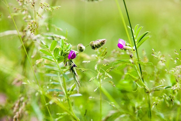 Prairie de Rimourelle