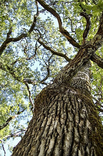 Tronc d'arbre gîte