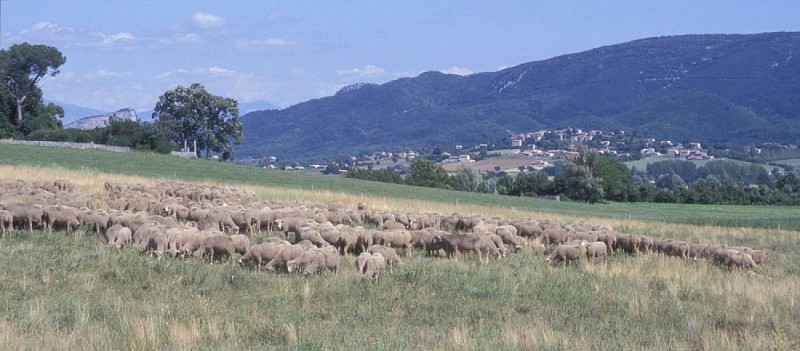 Troupeau de moutons dans le paysage des Craux