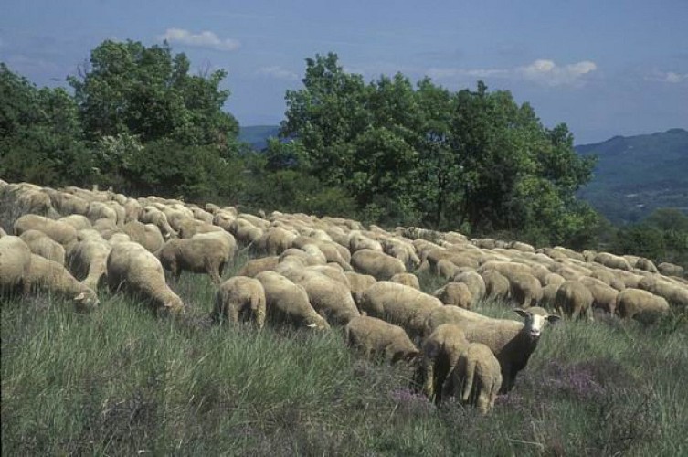 Troupeau de moutons sur les Craux