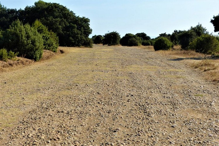 Galets du coussoul de la Petite Crau