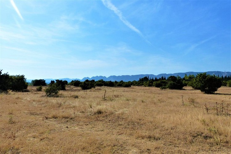 Paysage du coussoul de la Petite Crau