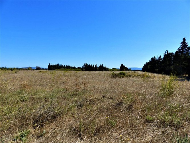 Prairie de la Petite Crau