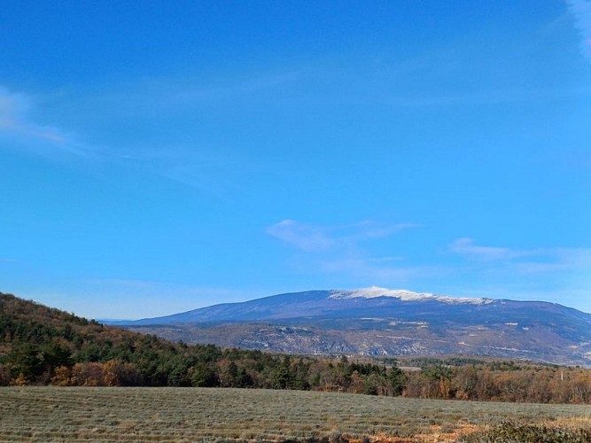 Mont-Ventoux depuis le Plan de Geoffroy