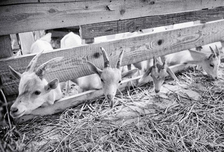 Chèvres de Saint-Jean-de-Sault