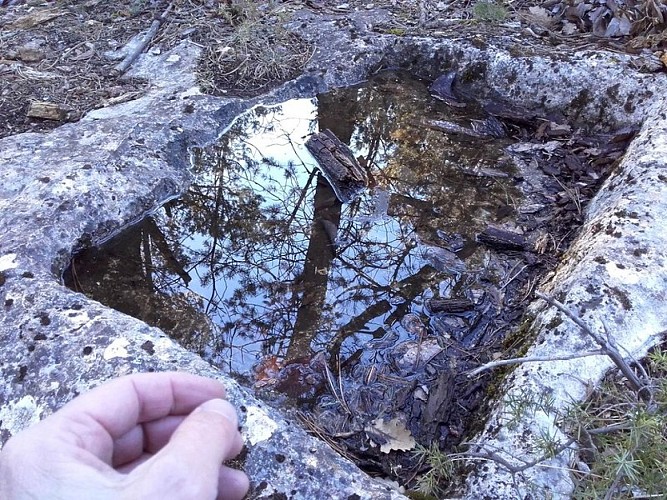 Petit bassin taillé