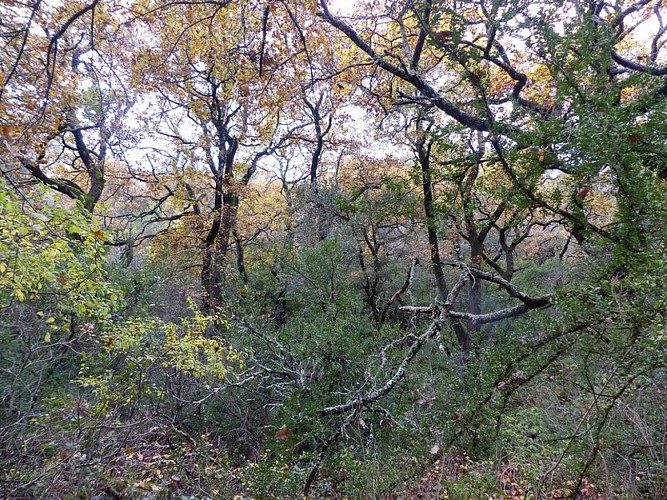 Chênaie blanche à l'automne