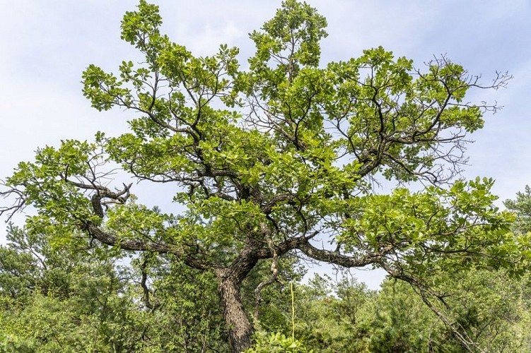 Chene pubescent en été