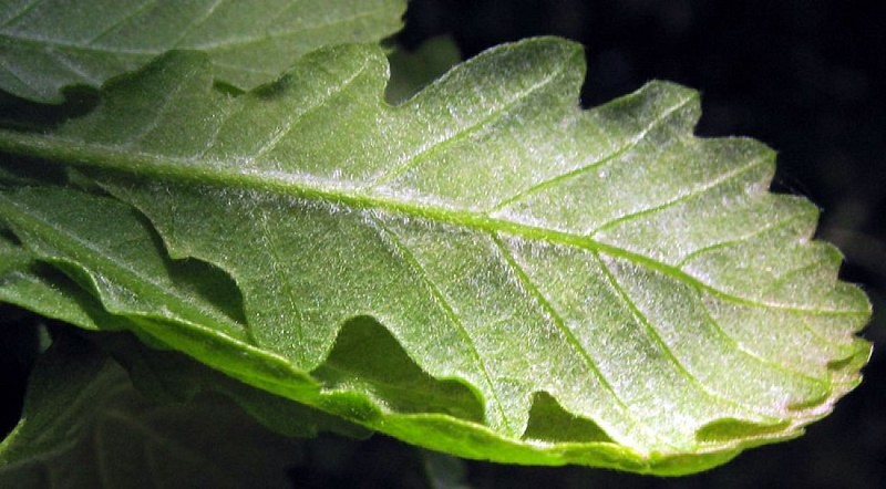 Feuille de chêne pubescent