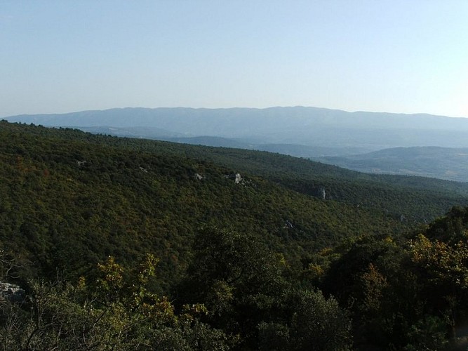 Chênaie verte du vallon de Travignon