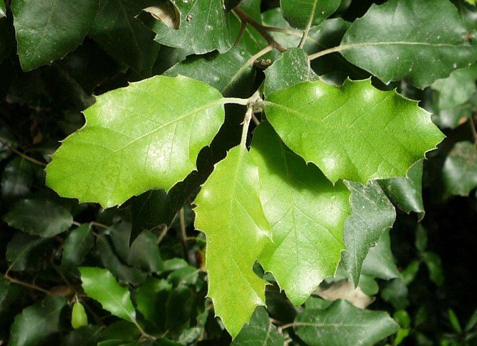 Feuille de chêne vert