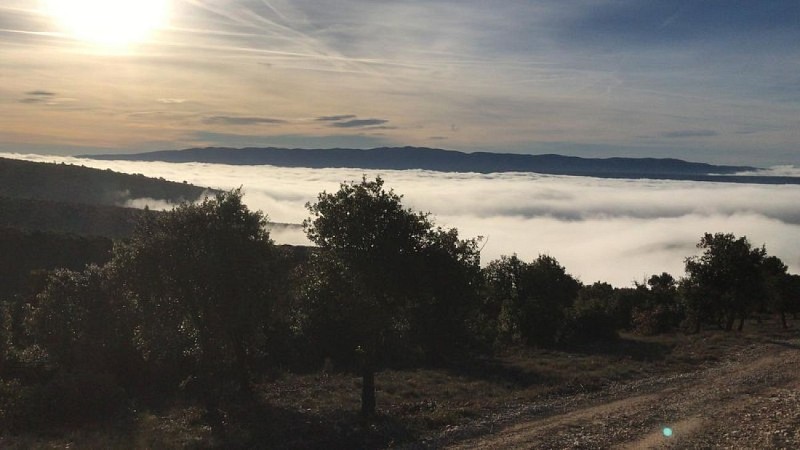 Chênes verts sur la piste des Lays