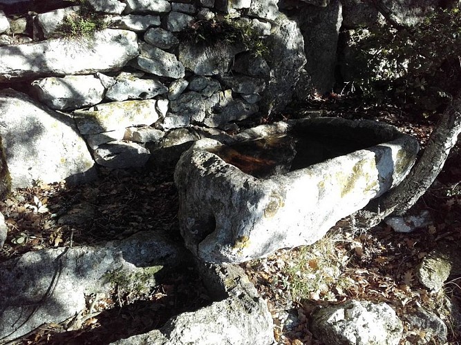 Conque de l'aiguier Caulet