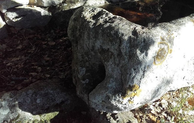 Conque de l'aiguier Caulet