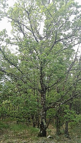 Chêne, Sainte-Jalle