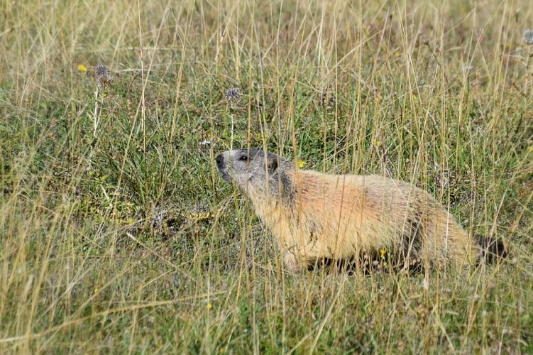 Marmotte
