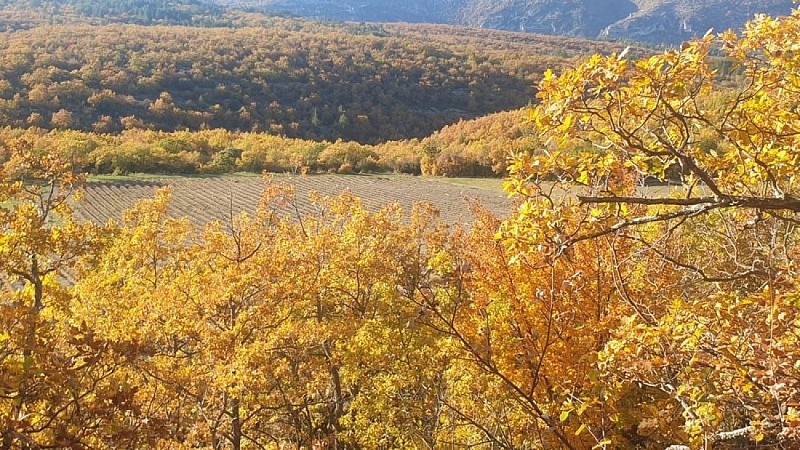 Les chênes pubescents