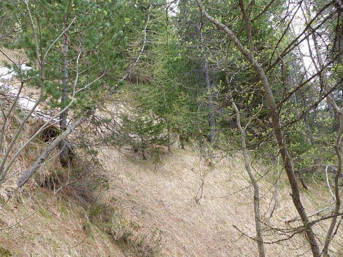 Mélange d'essences forestières