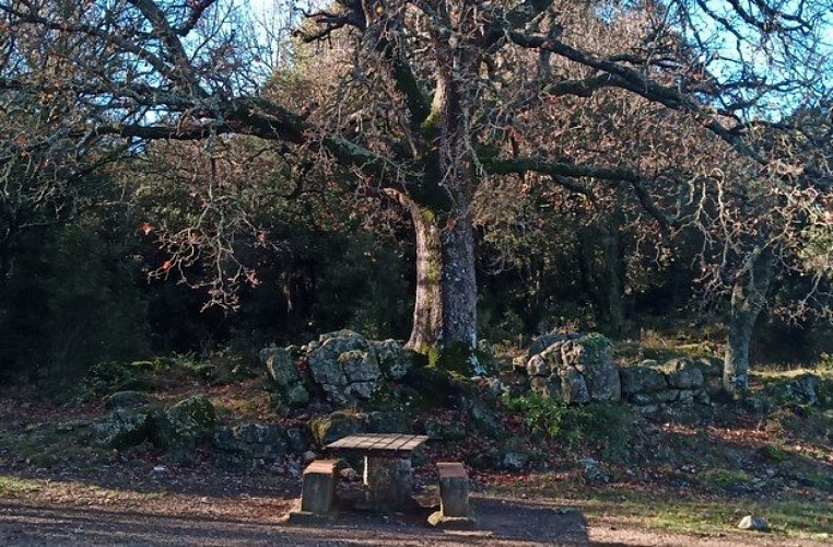 Table sous un chêne aux alentours de l'abri