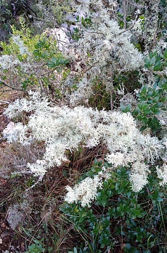 Evernia prunastri