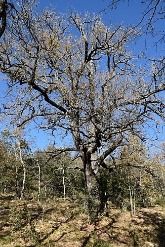 Chêne pubescent en automne