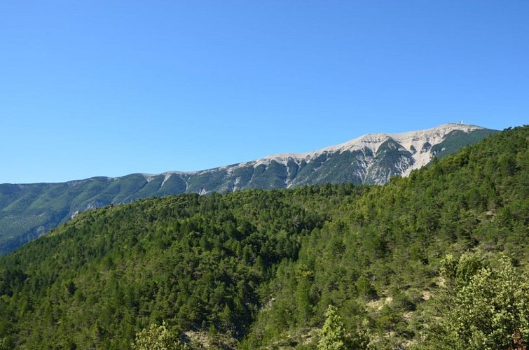 La face nord du Mont Ventoux