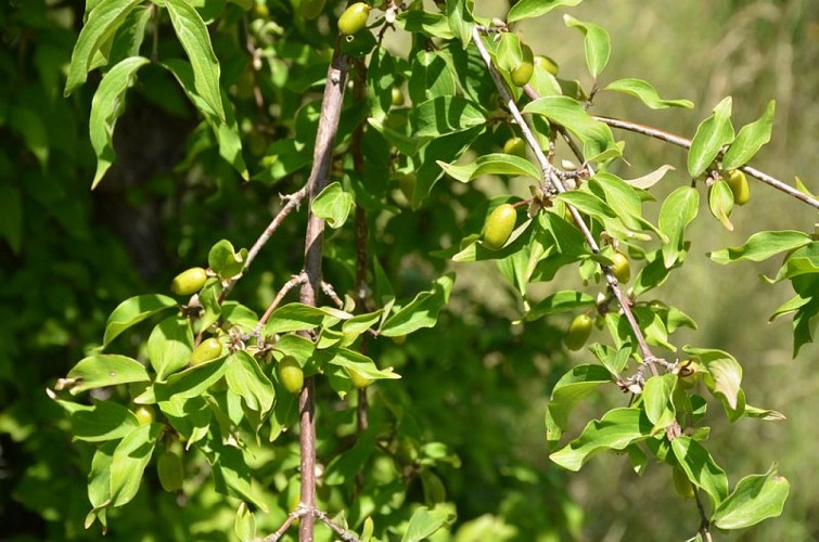 Le fruit du cornouiller mâle