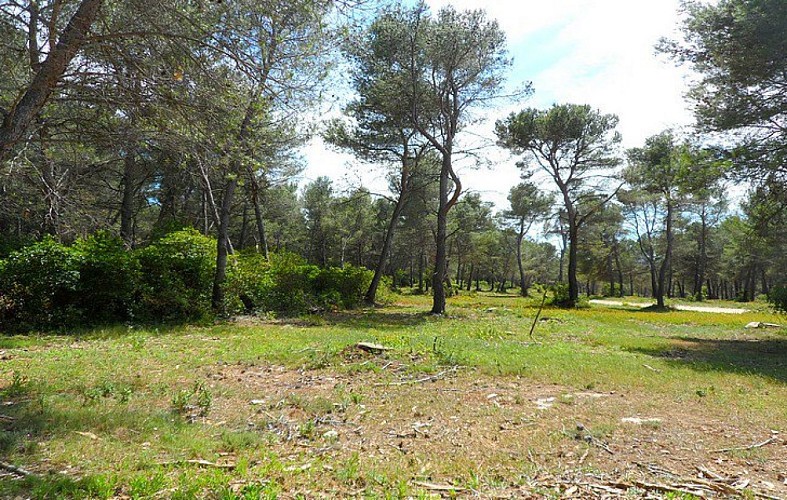 Débroussaillage autour des pistes