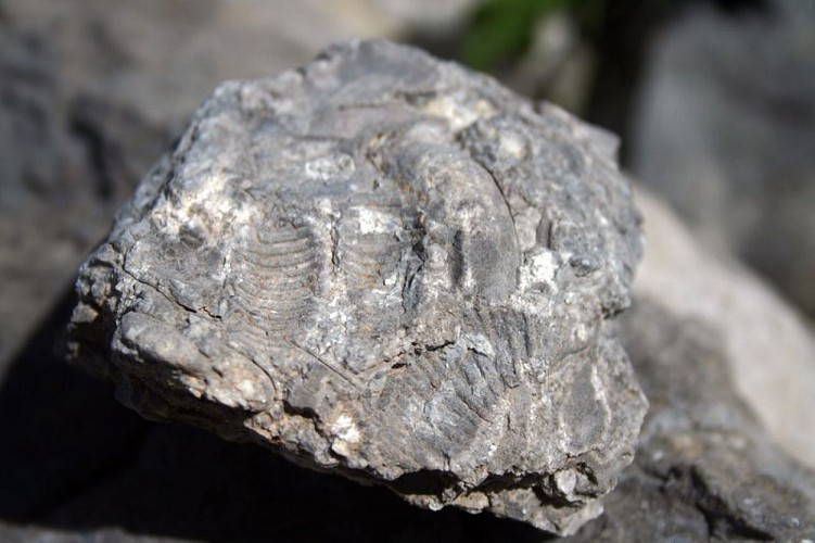 Fossiles d'ammonites