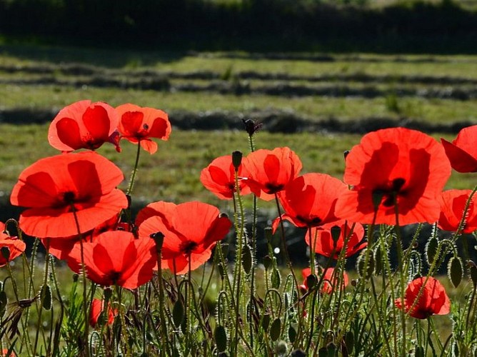 Coquelicots au coucher de soleil