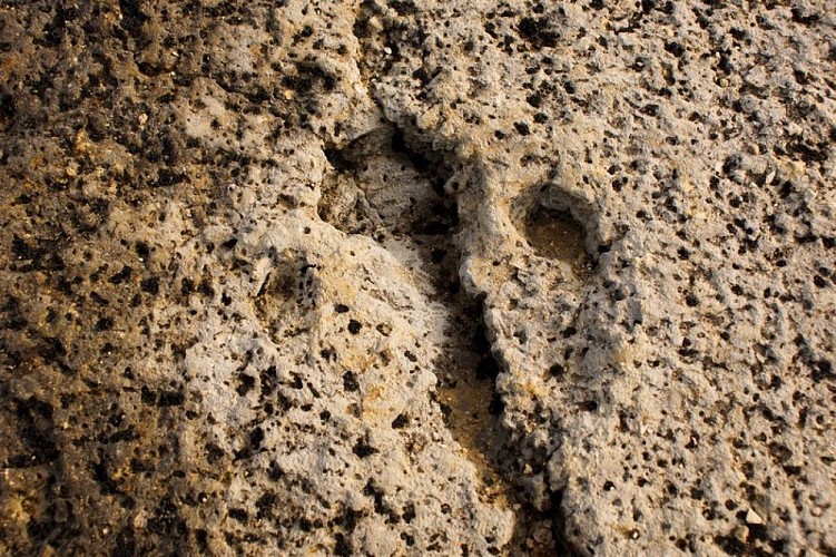 Empreinte de rhinocéros