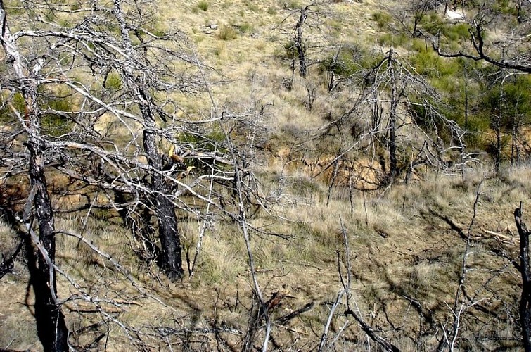 Vallon de la Buye après l'incendie de 2025