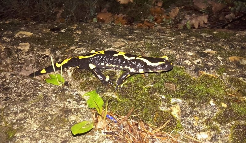 Salamandre tachetée