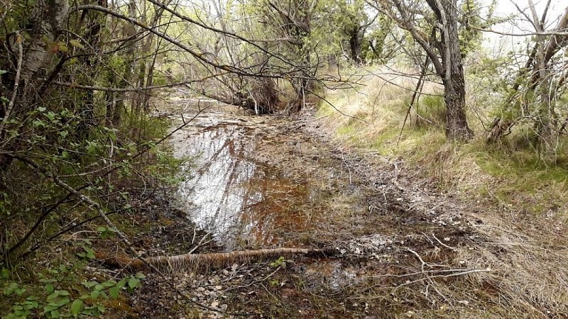 Zone humide du sentier de Piégros