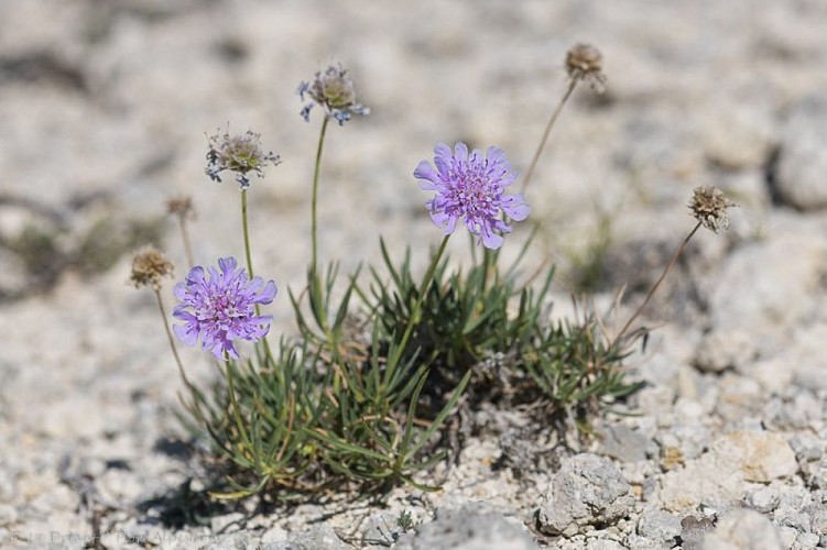 Lomelosie à feuilles de graminées