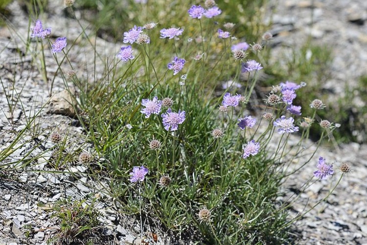 Lomelosie à feuilles de graminées